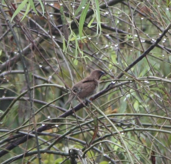 Scaly-breasted Munia - ML643194159