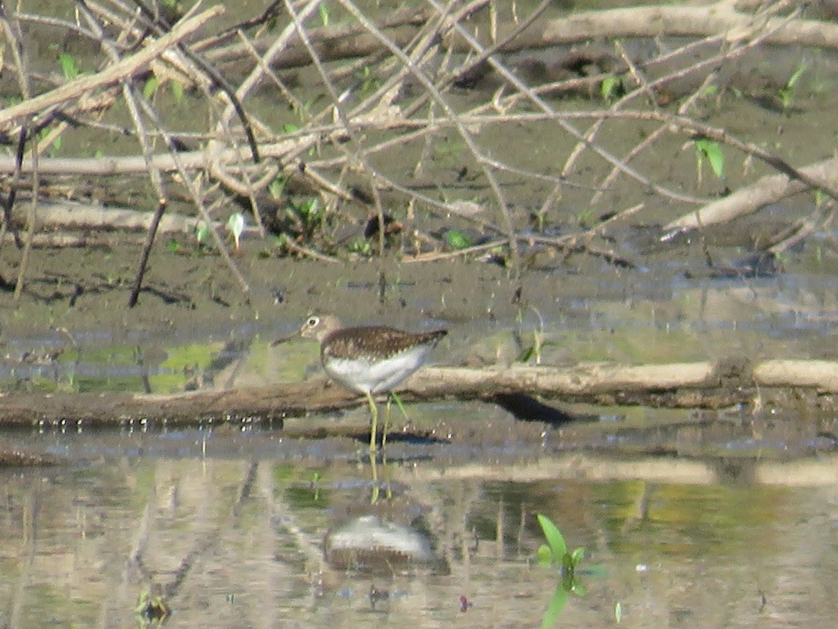 Solitary Sandpiper - ML643194161