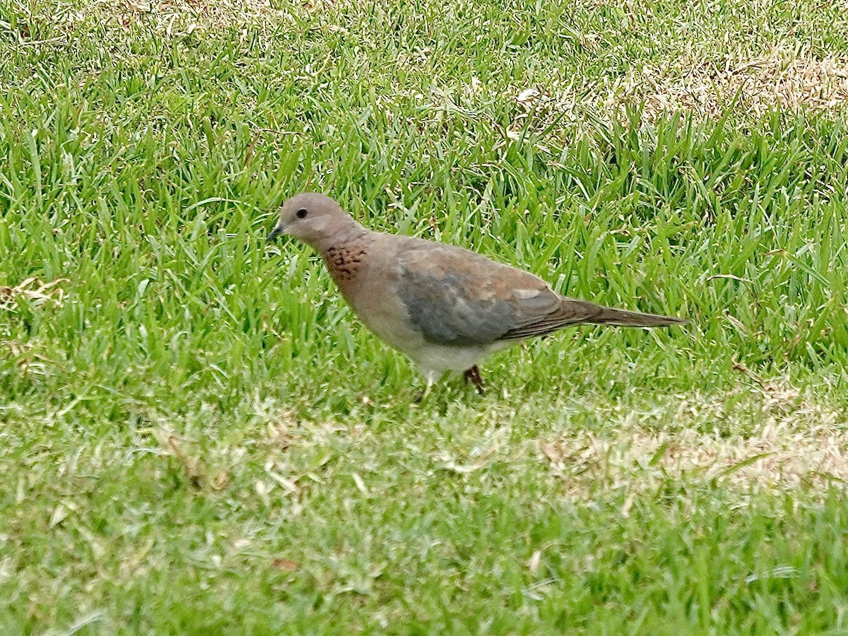 Laughing Dove - ML643194162