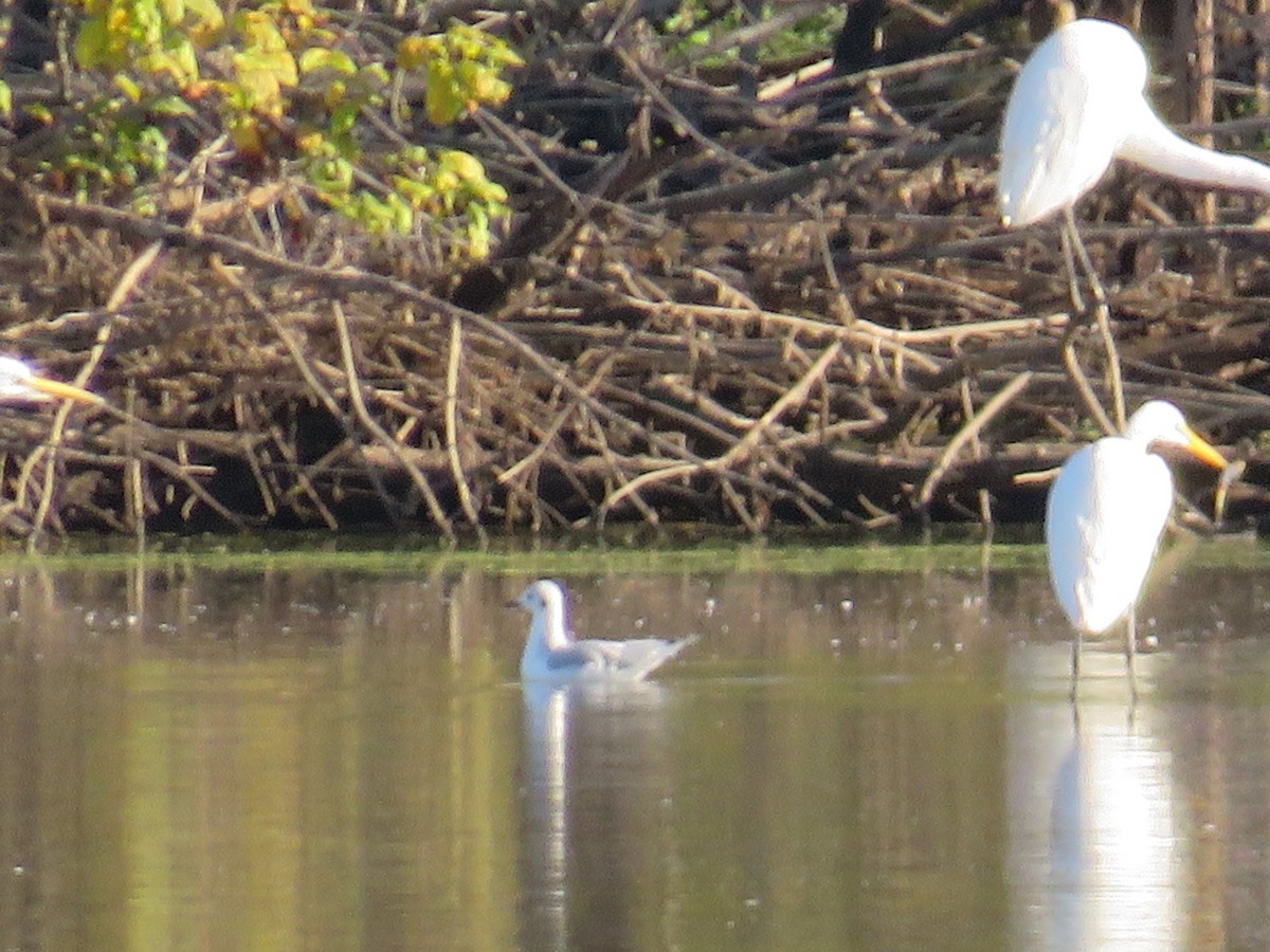 Bonaparte's Gull - ML643194165