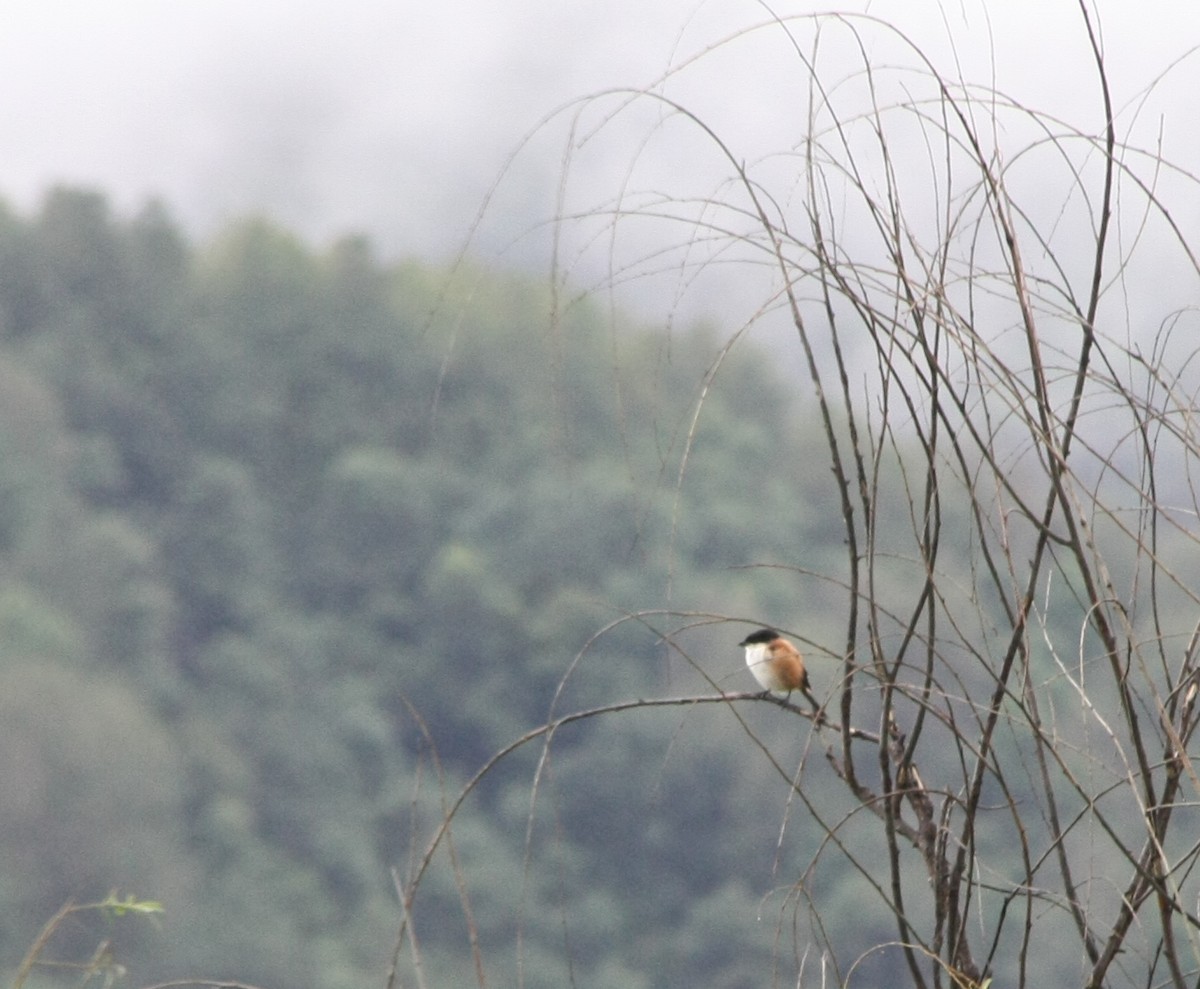 Long-tailed Shrike - ML643194173