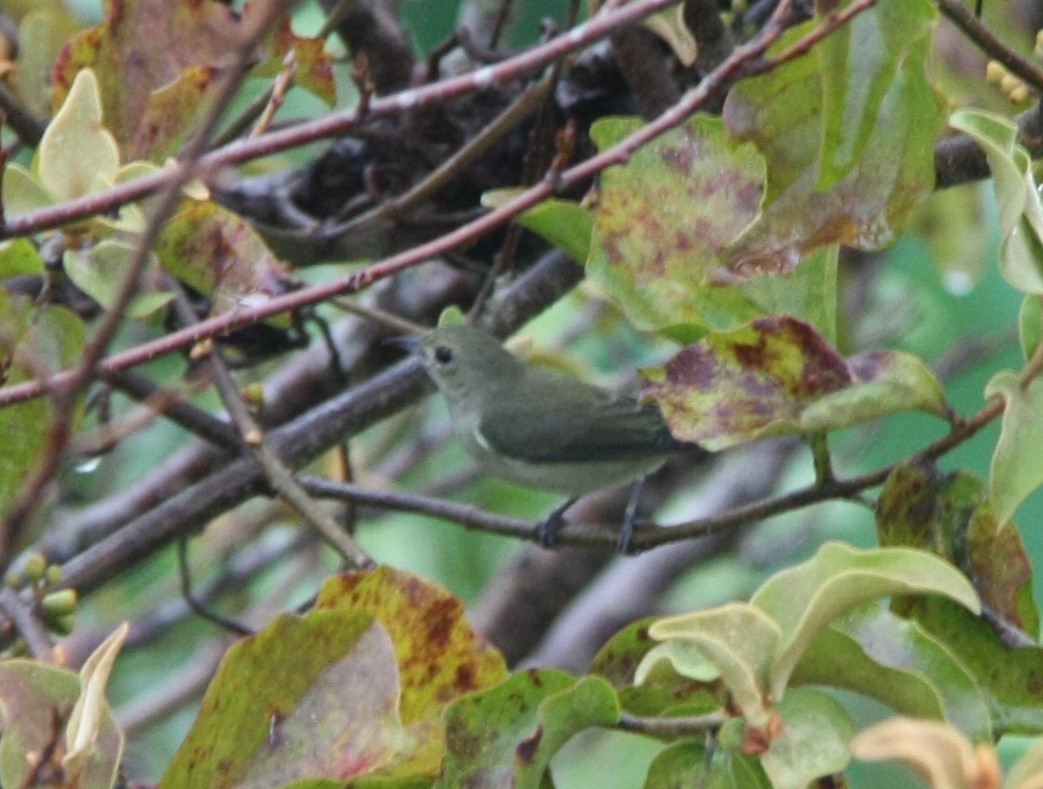 Plain Flowerpecker - ML643194176