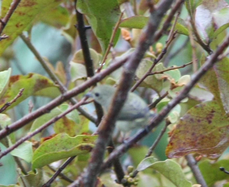 Plain Flowerpecker - ML643194177