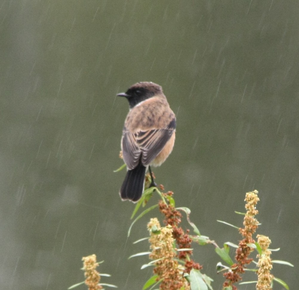 Siberian Stonechat - ML643194182