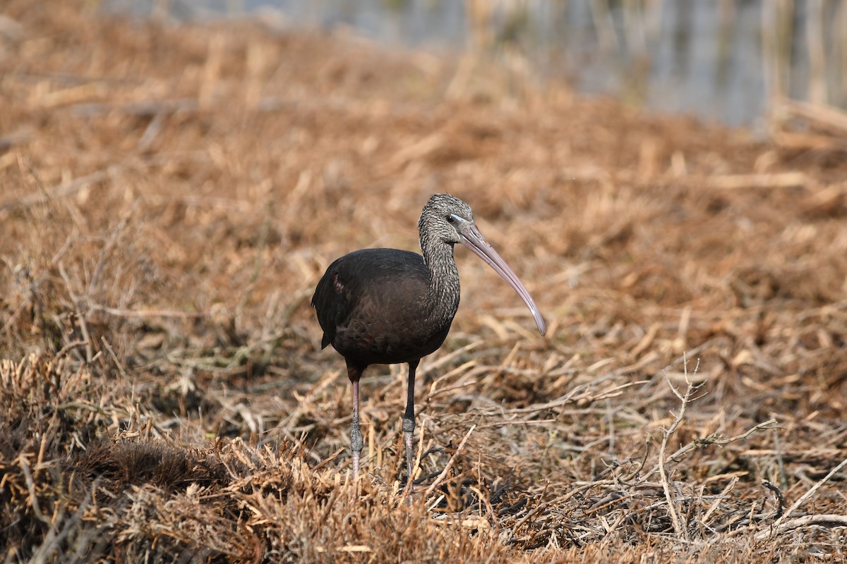 Glossy Ibis - ML643194193