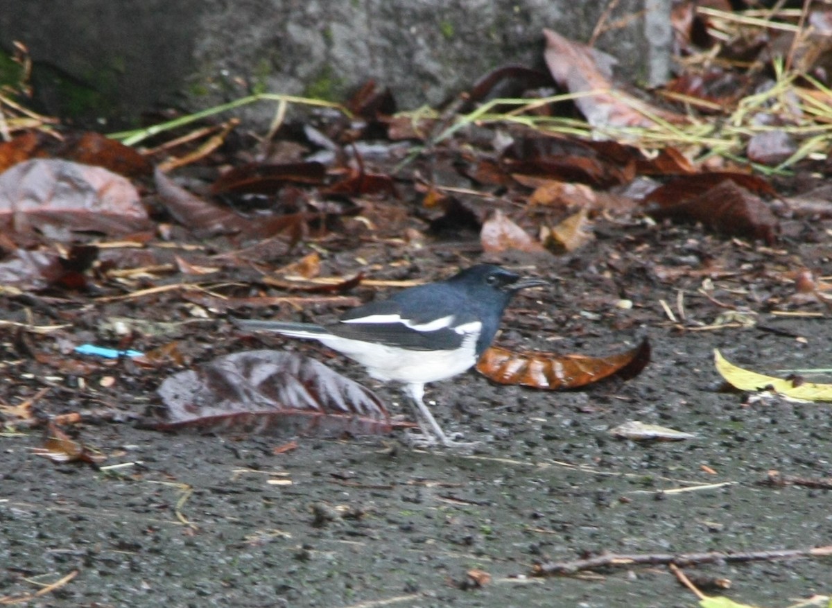 Oriental Magpie-Robin - ML643194194