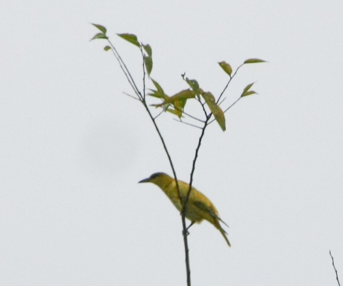 Slender-billed Oriole - ML643194200