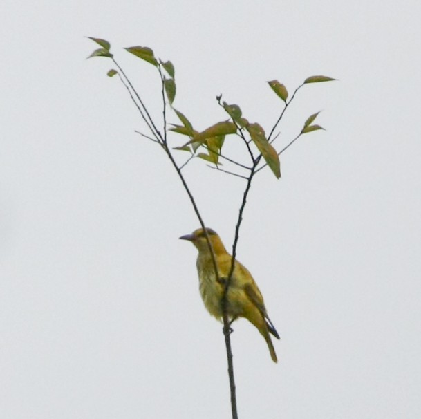 Slender-billed Oriole - ML643194201