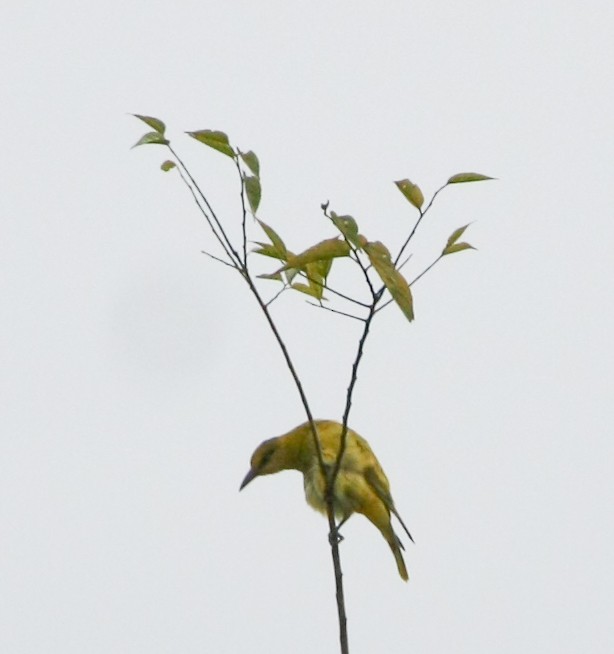 Slender-billed Oriole - ML643194202
