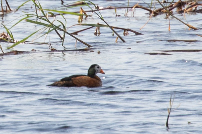 African Pygmy-Goose - ML643194226