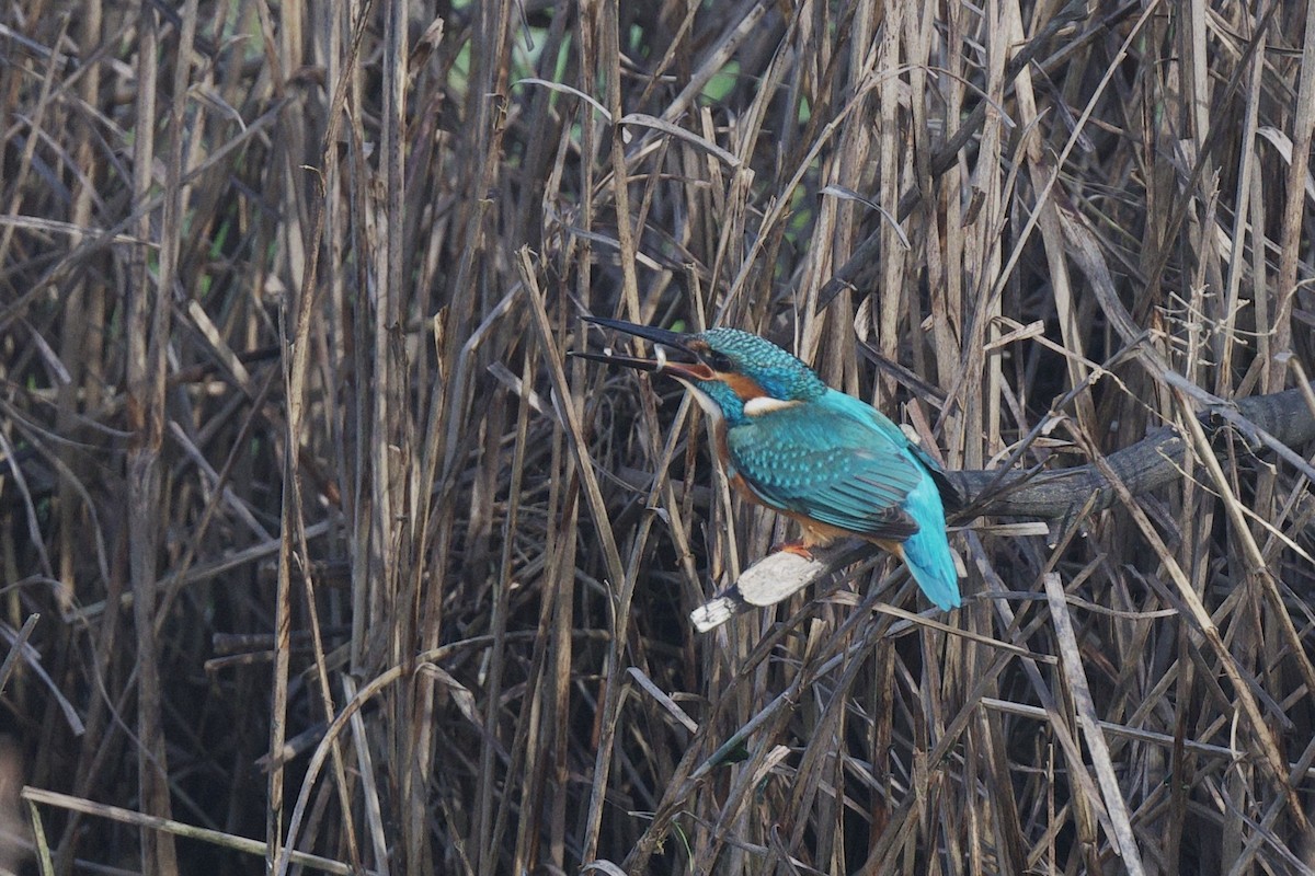 Eisvogel - ML643194255
