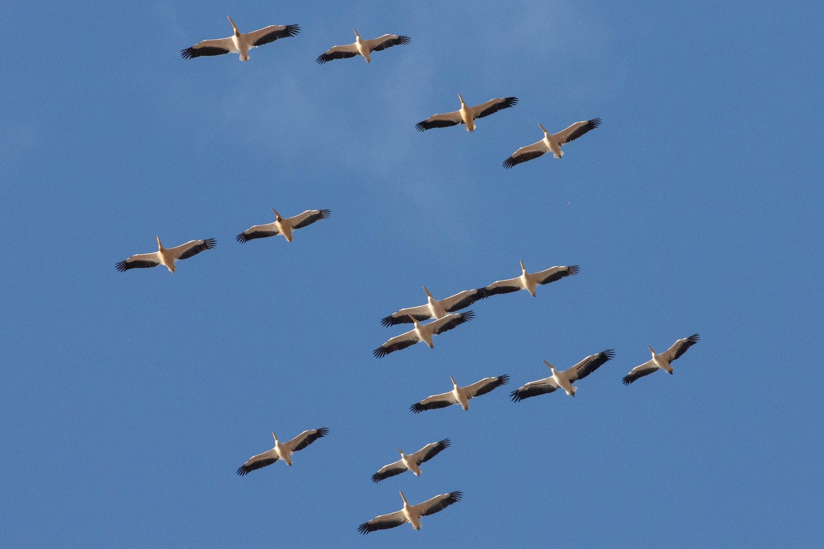Great White Pelican - ML643194263