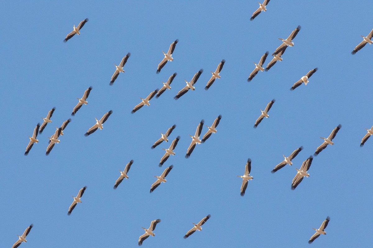 Great White Pelican - ML643194264