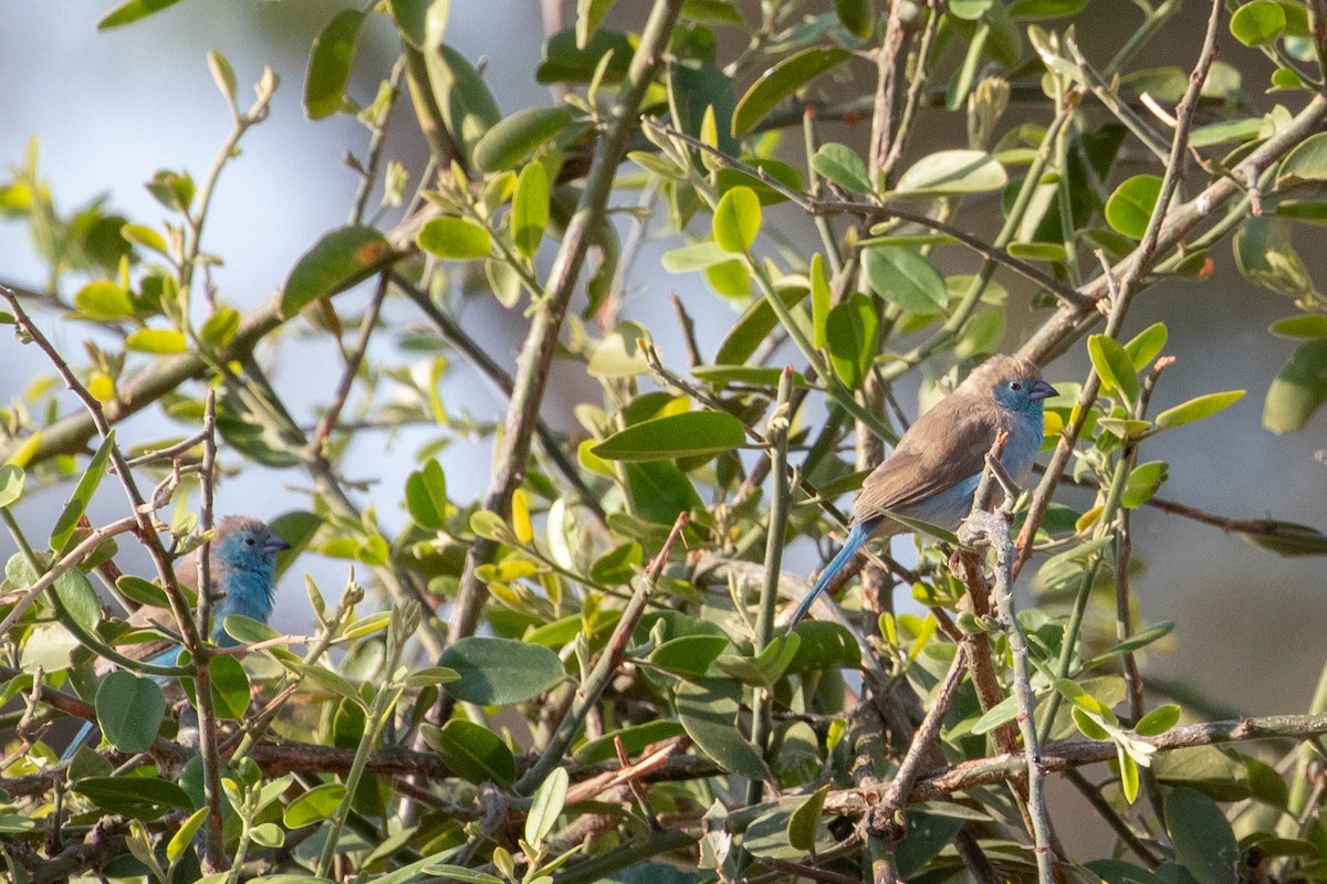 Southern Cordonbleu - ML643194273