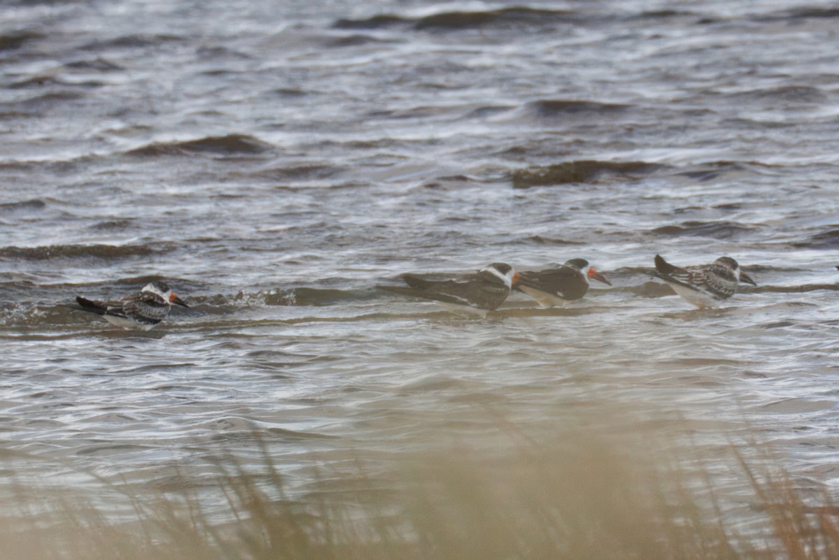 Black Skimmer - ML643194291