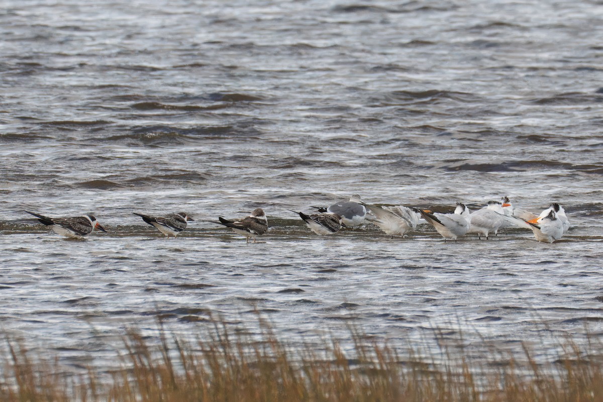 Black Skimmer - ML643194292