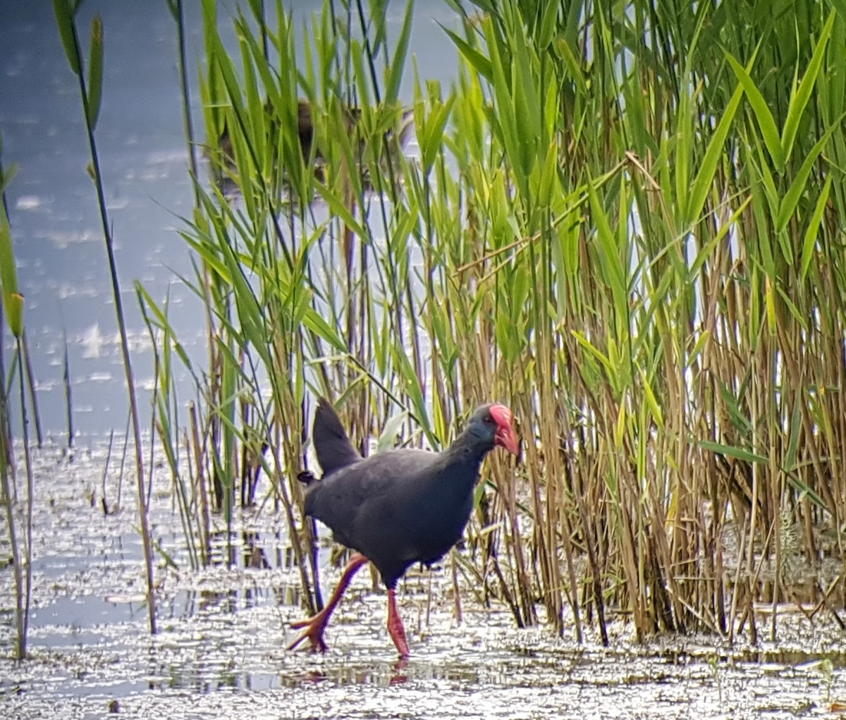 Western Swamphen - ML643194303