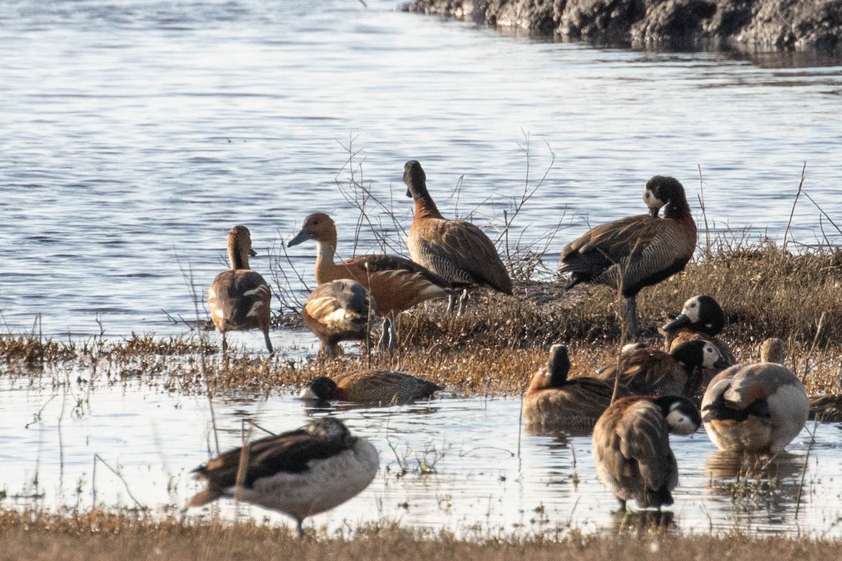 Fulvous Whistling-Duck - ML643194306