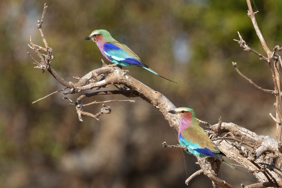 Lilac-breasted Roller - ML643194307