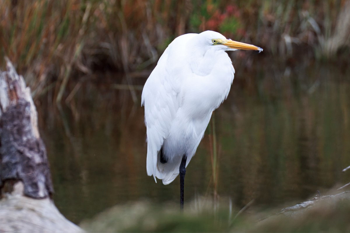 Grande Aigrette - ML643194312