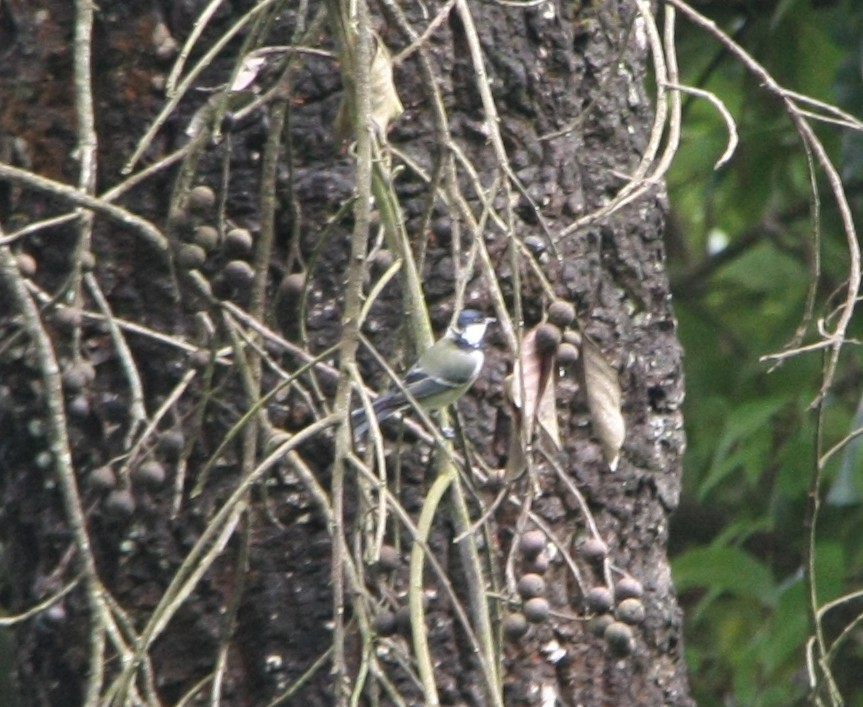 Green-backed Tit - ML643194315