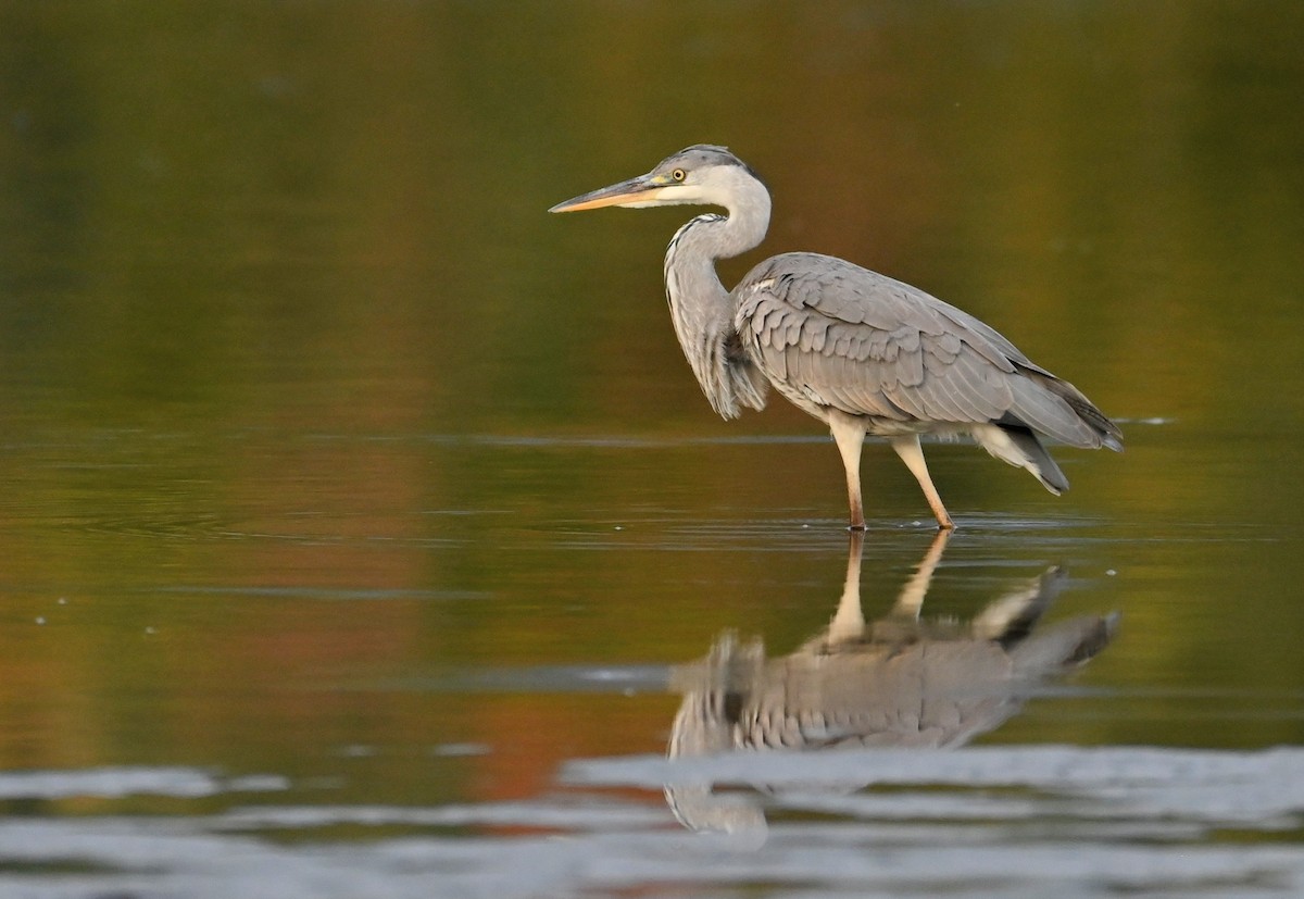 Gray Heron - ML643194359