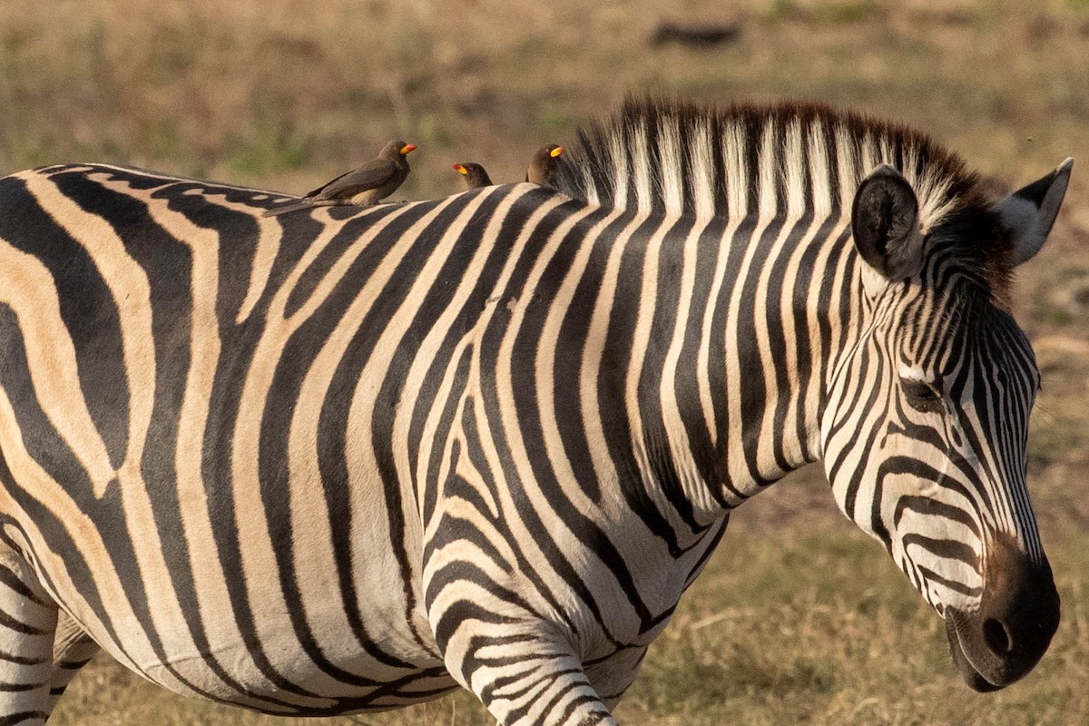 Yellow-billed Oxpecker - ML643194374