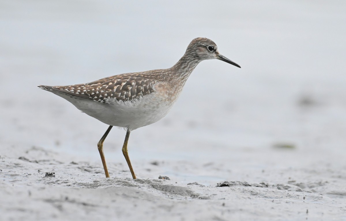Wood Sandpiper - ML643194375