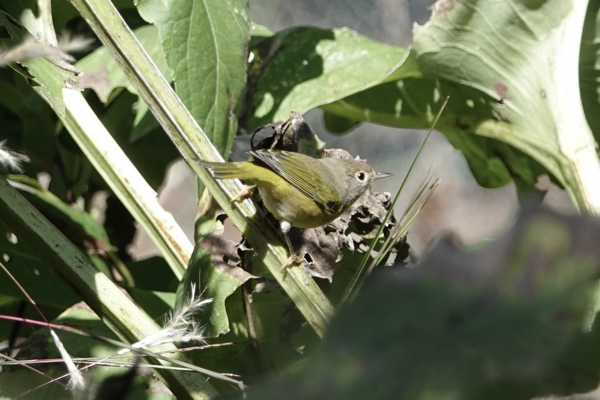 Nashville Warbler - ML643194389