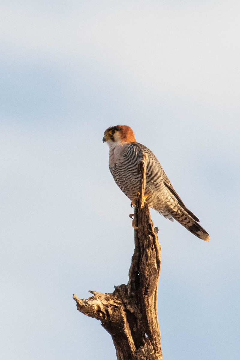 Red-necked Falcon - ML643194390