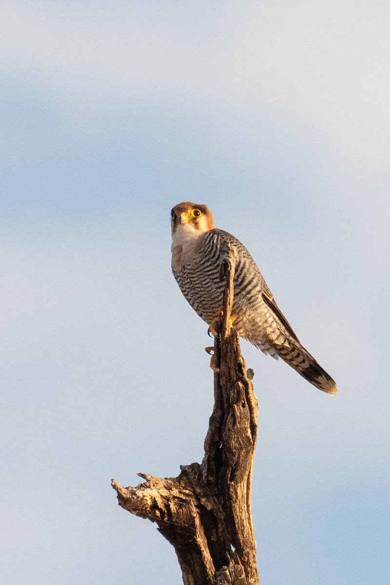 Red-necked Falcon - ML643194391