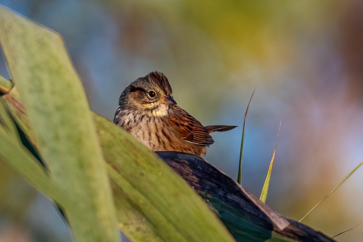 Swamp Sparrow - ML643194399