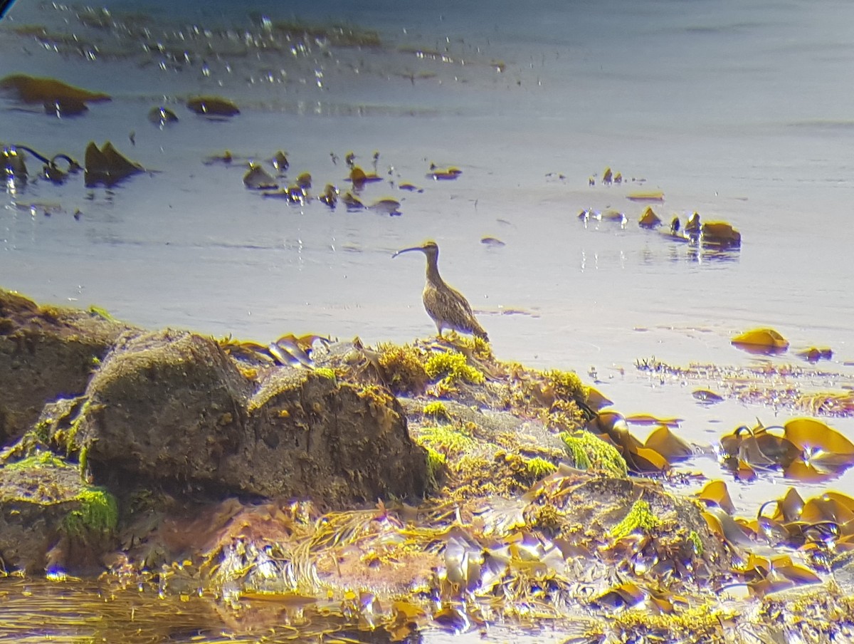 Whimbrel - ML643194402
