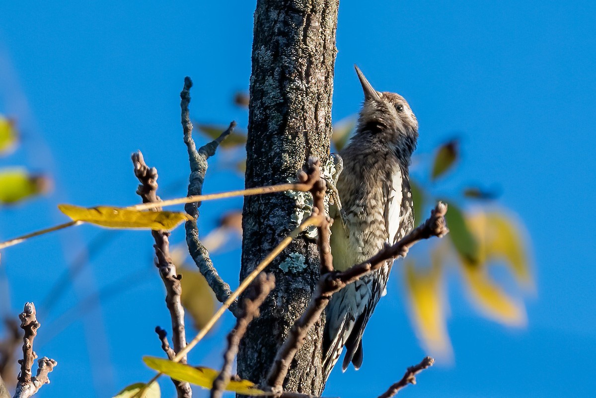 Yellow-bellied Sapsucker - ML643194409