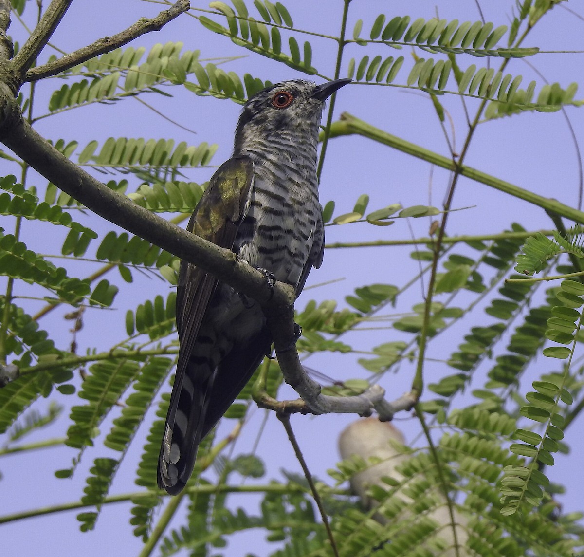 Little Bronze-Cuckoo - ML643194413