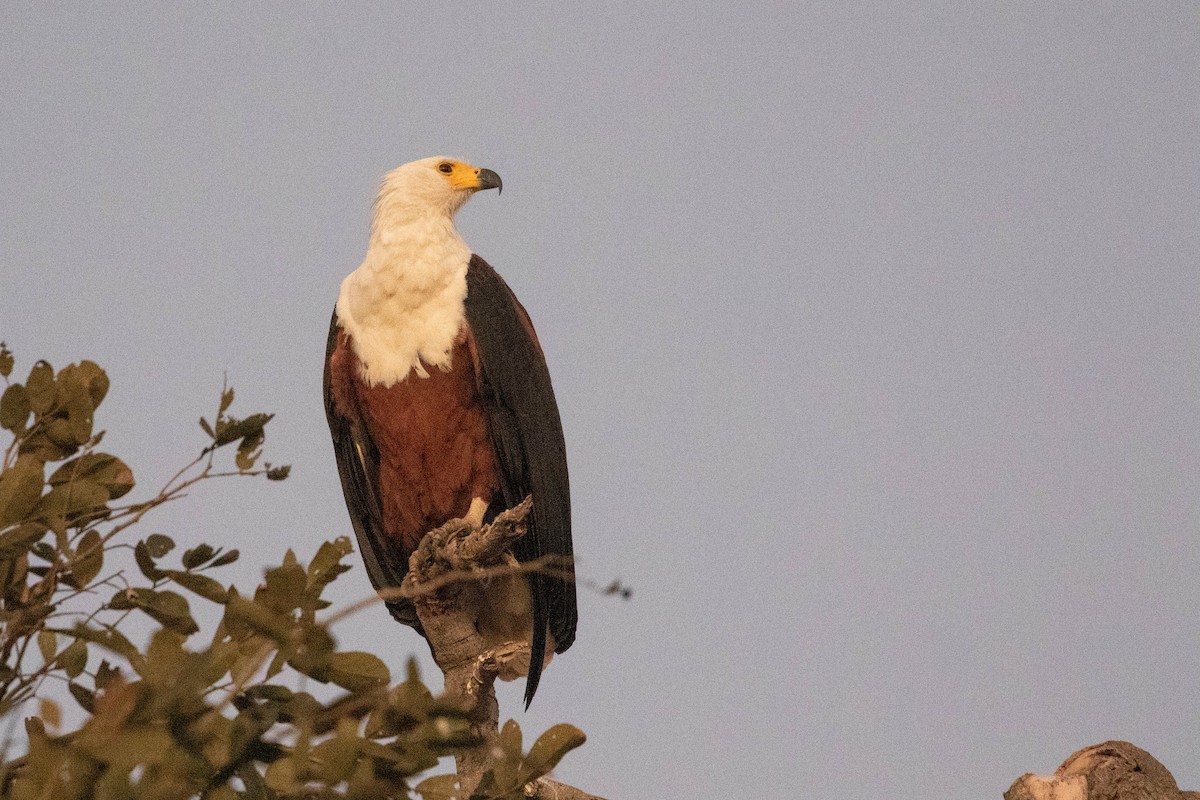 African Fish-Eagle - ML643194415