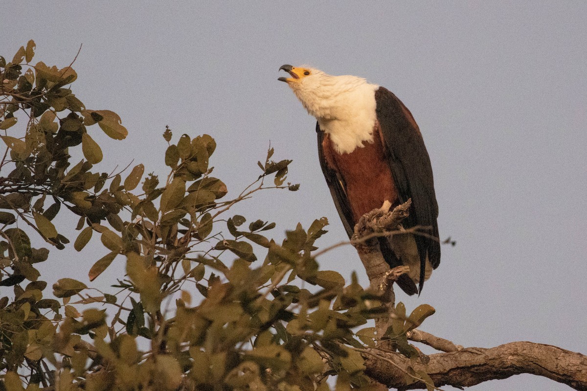 African Fish-Eagle - ML643194416