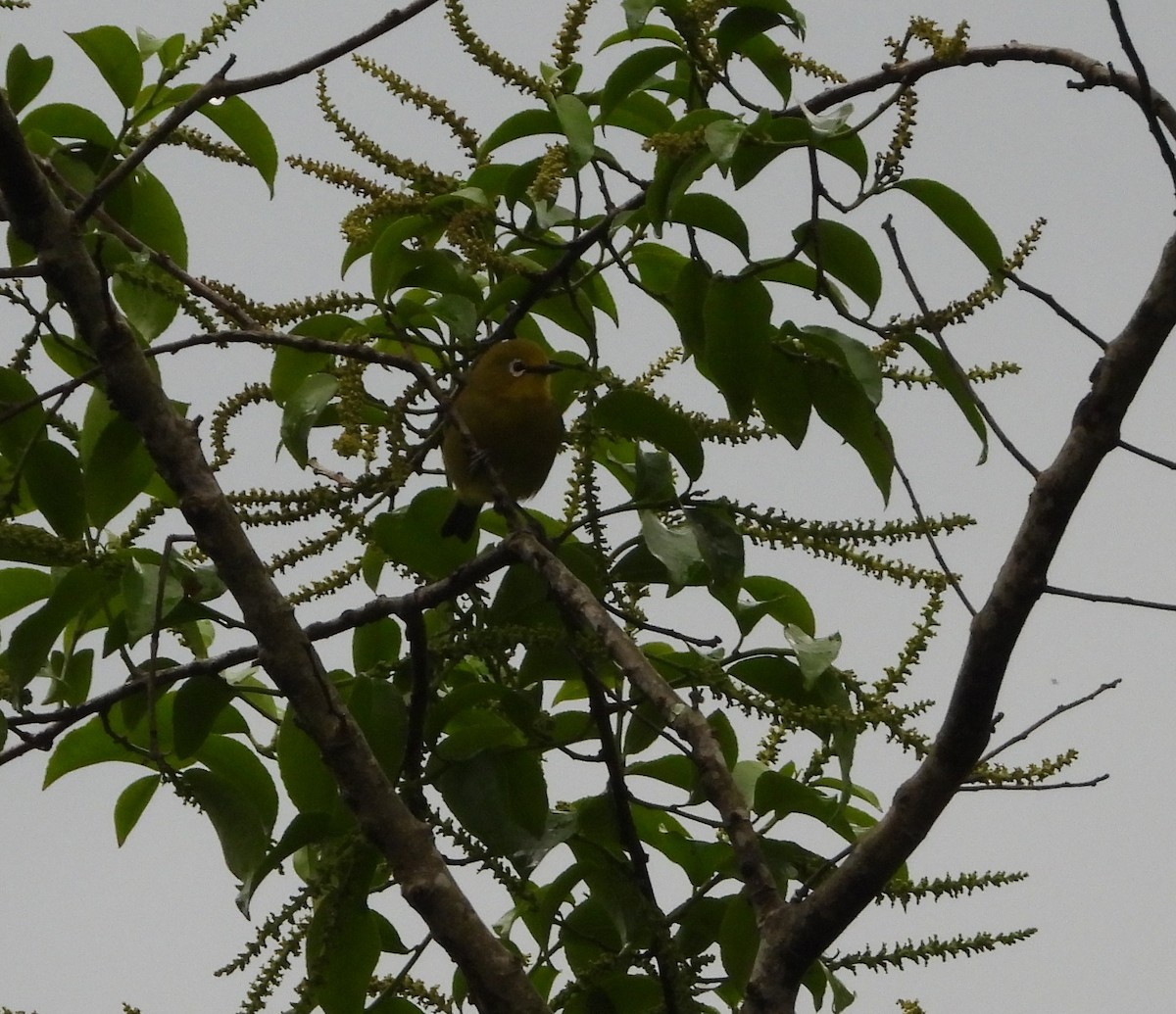 Green White-eye - ML643194435