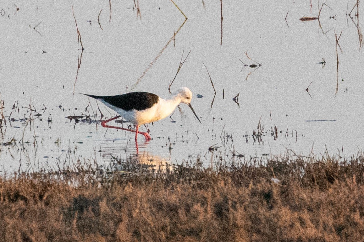 Black-winged Stilt - ML643194449