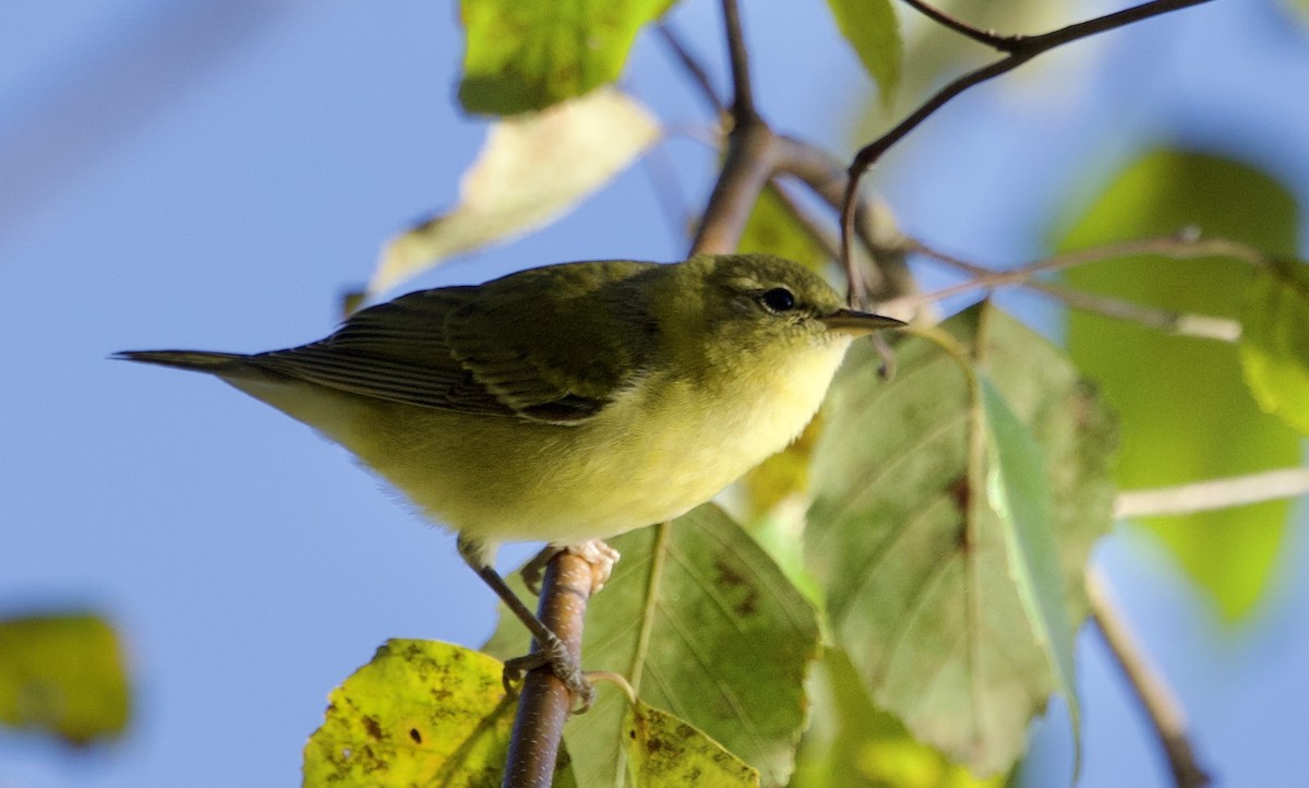 møllparula - ML643194451