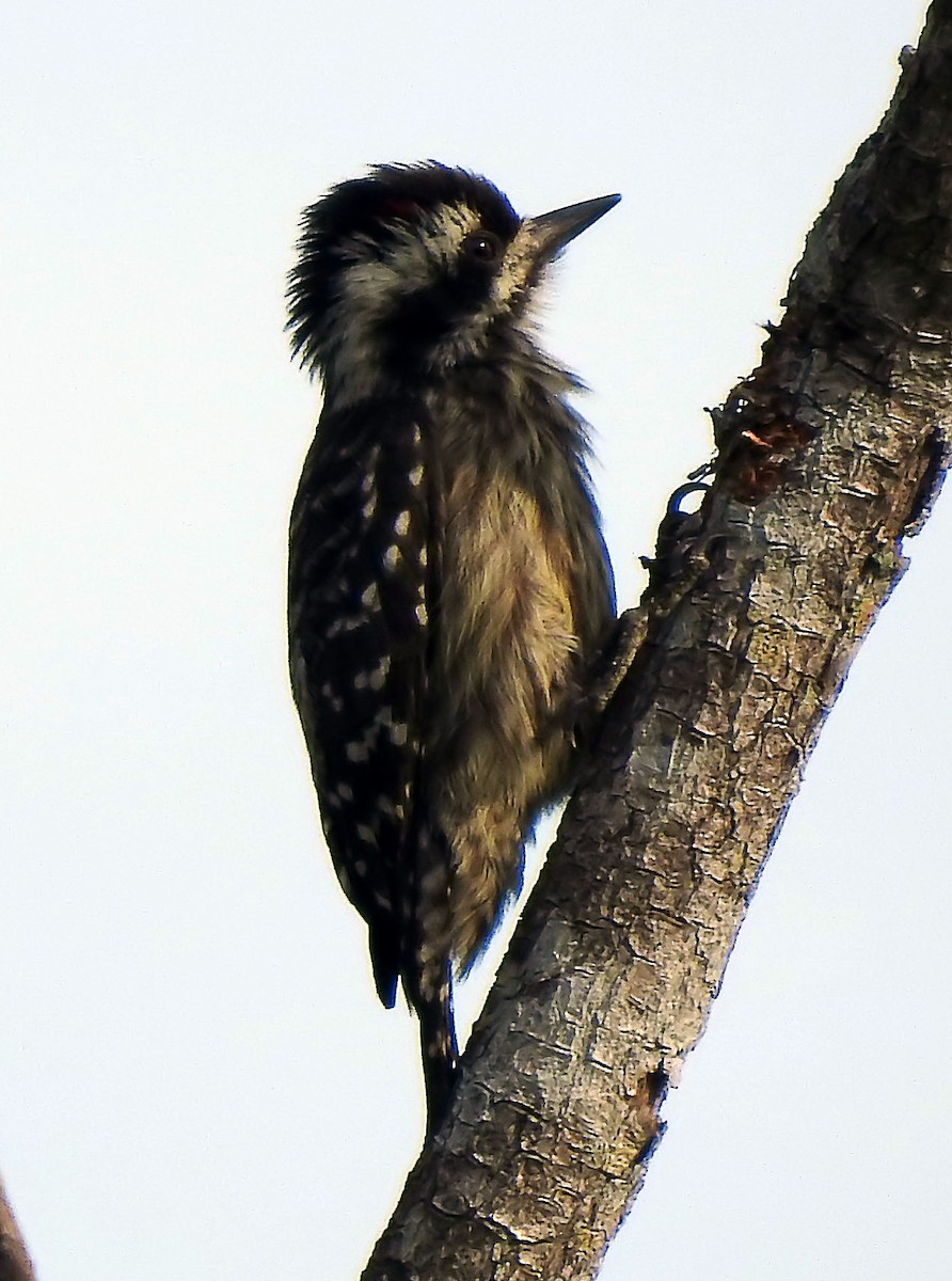 Sunda Pygmy Woodpecker - ML643194455