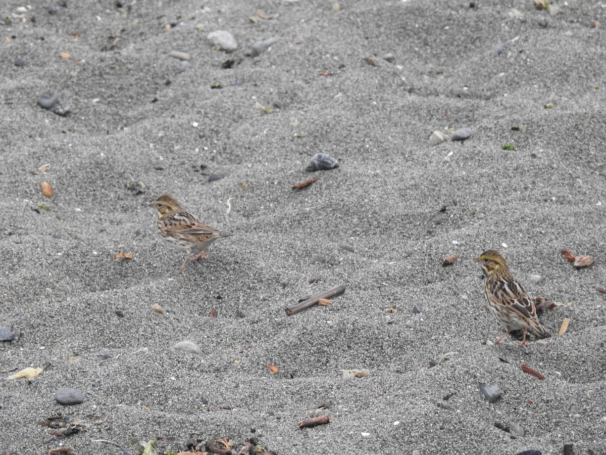 Savannah Sparrow - ML643194462