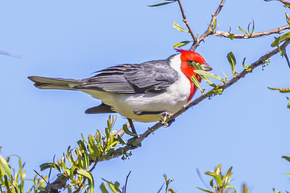 Red-crested Cardinal - ML643194464