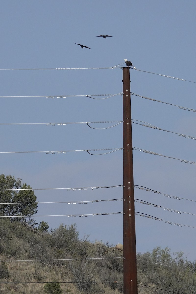 Bald Eagle - ML643194465