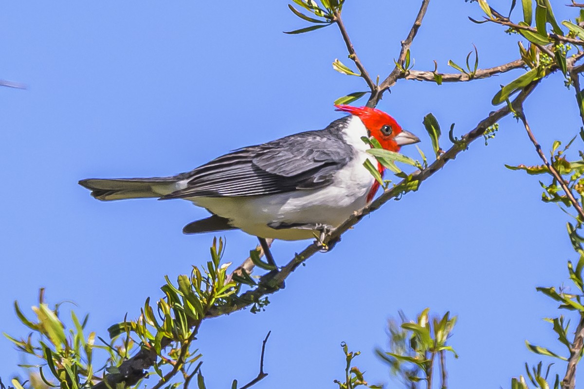 Red-crested Cardinal - ML643194466