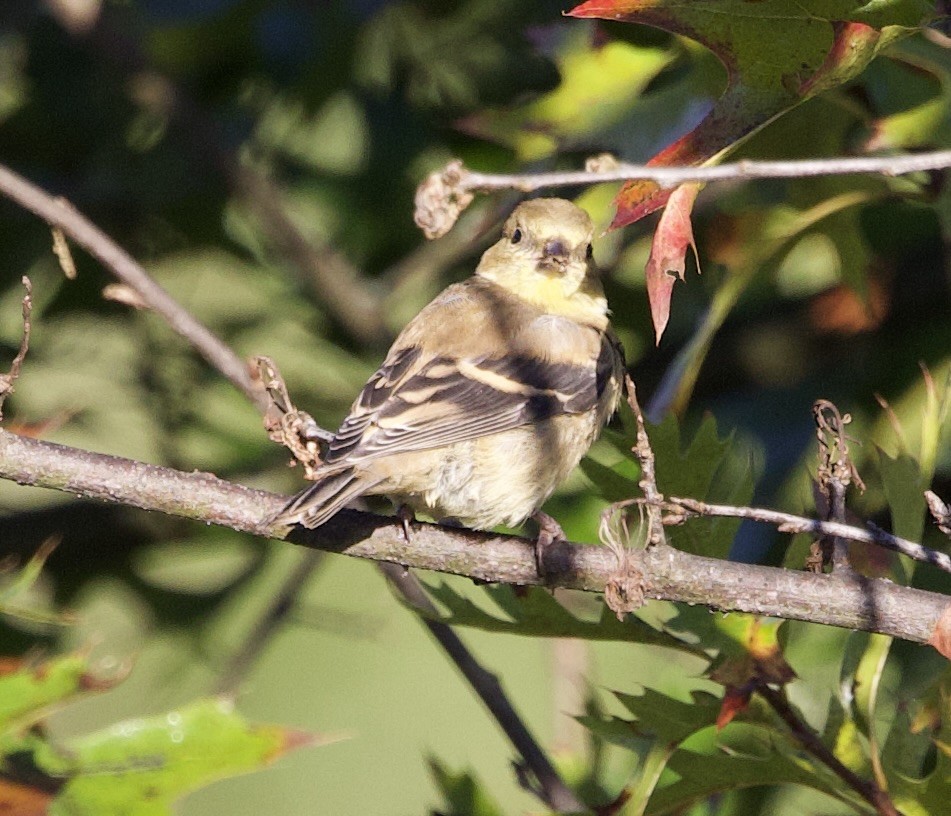 American Goldfinch - ML643194467