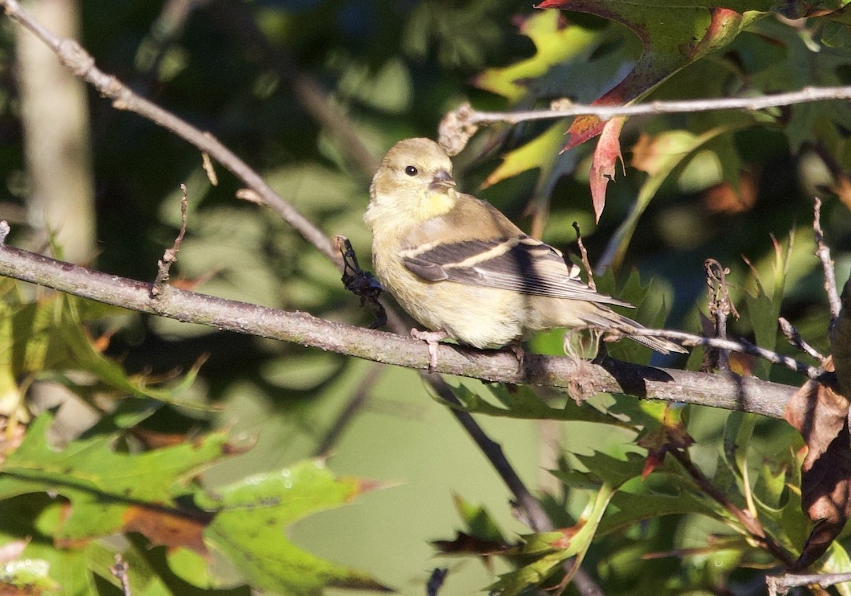 American Goldfinch - ML643194468