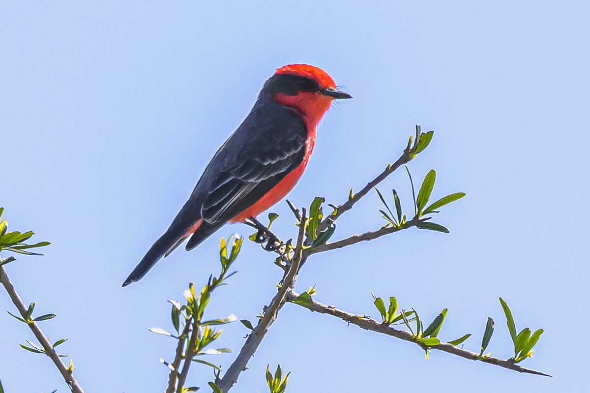 Vermilion Flycatcher - ML643194469