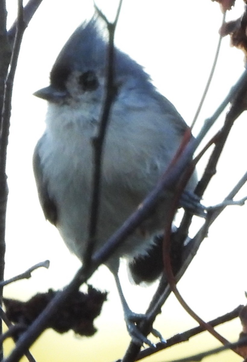 Tufted Titmouse - ML643194470