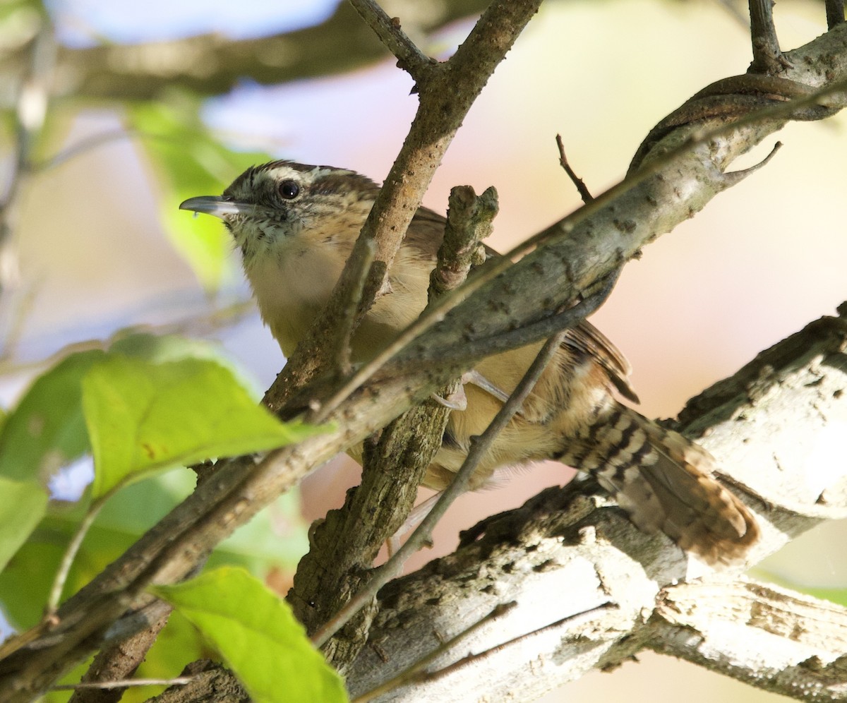 Carolina Wren - ML643194473